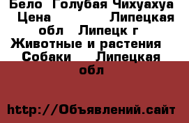 Бело -Голубая Чихуахуа › Цена ­ 15 000 - Липецкая обл., Липецк г. Животные и растения » Собаки   . Липецкая обл.